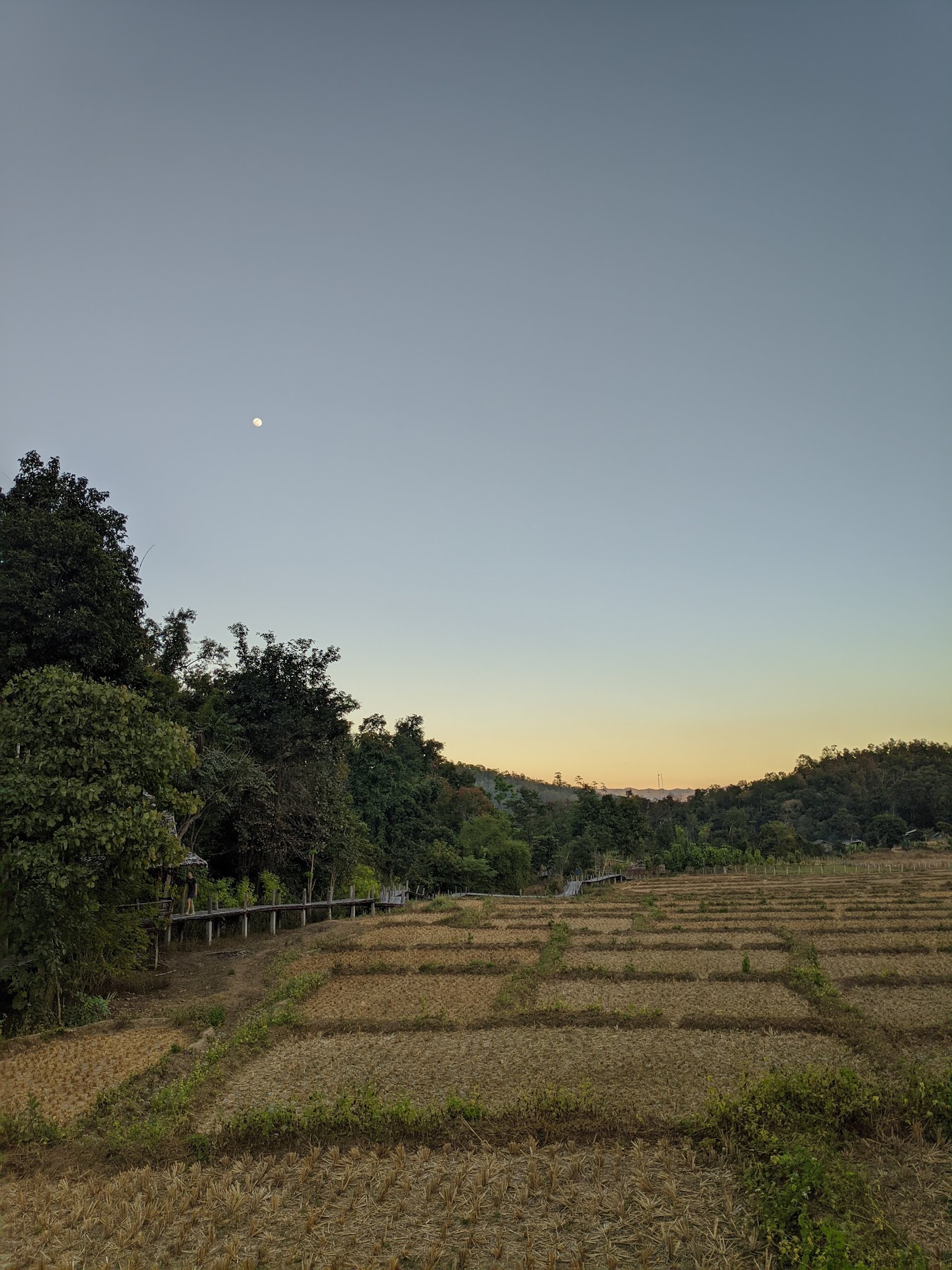 Thai rice fields, late afternoon